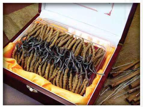 白银冬虫夏草回收